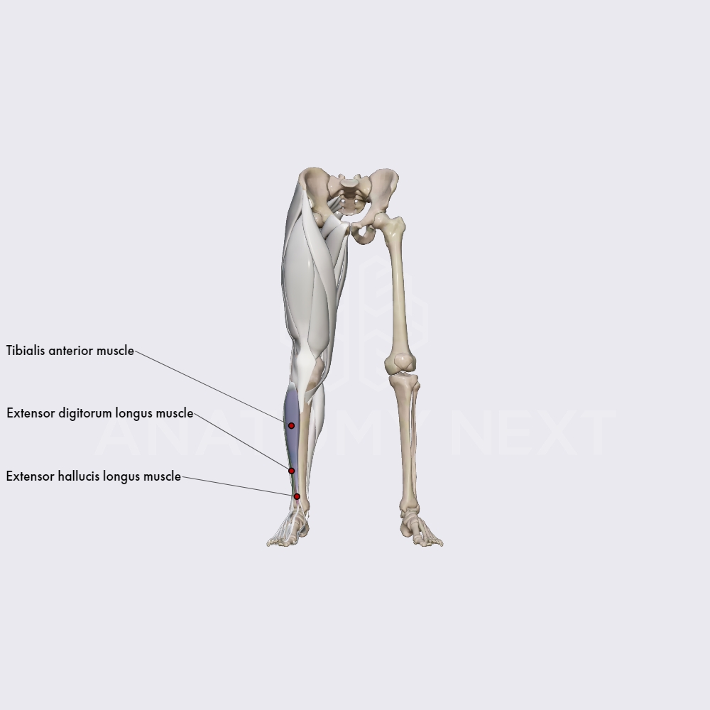 Anterior compartment of leg muscles
